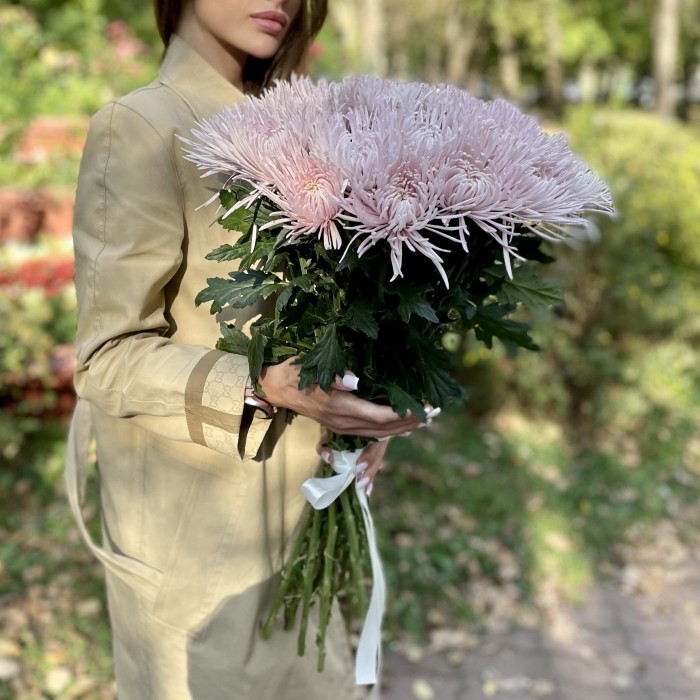 Хризантема  игольчатая сиреневая Каприоль